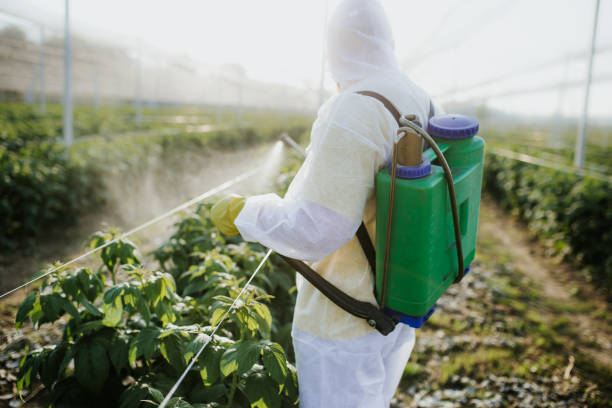 Best Best Pest Control Companies  in Hayti, MO
